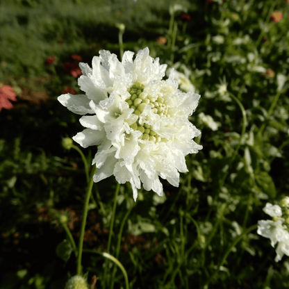 Flower garden seeds scabiosa