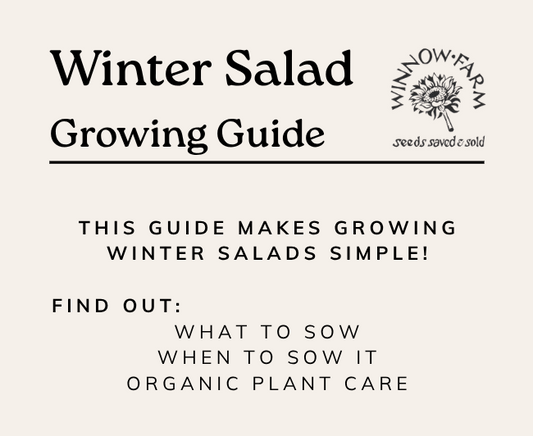 Winter Salads Growing Guide