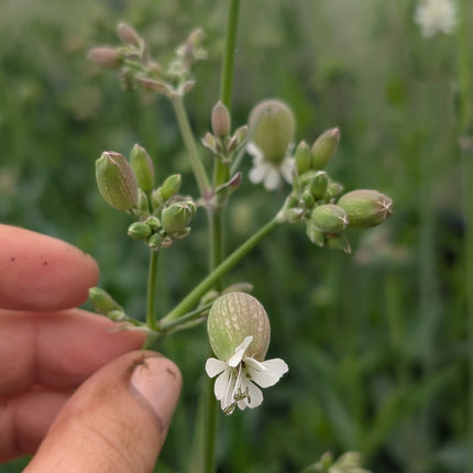 Silene 'Blushing Lanterns' | Bladder Campion