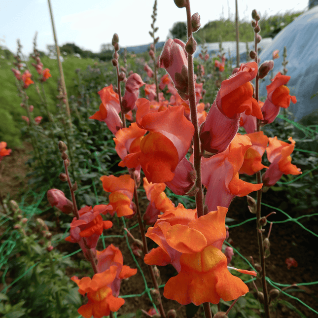 Snapdragon 'Orange Wonder'