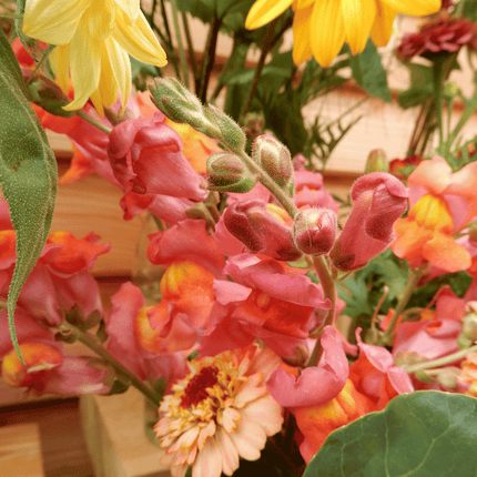 Snapdragon 'Orange Wonder'