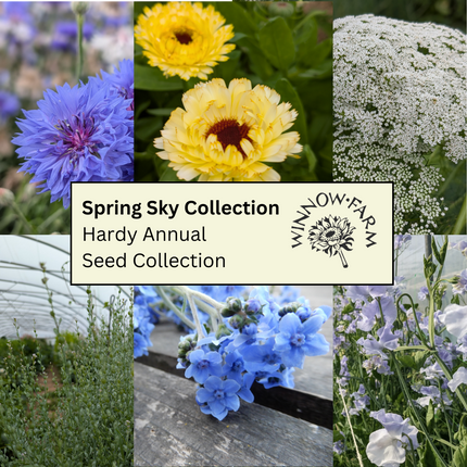 Spring Sky - Hardy Annual Seed Collection