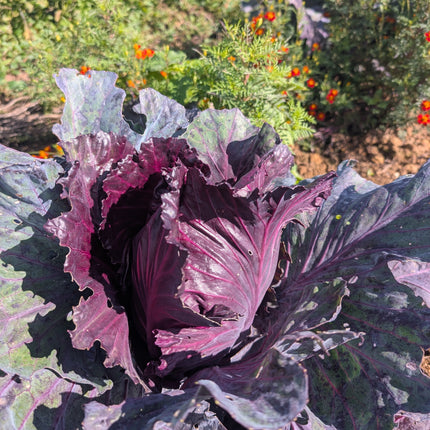 Red Cabbage Kalibos Heritage Seeds