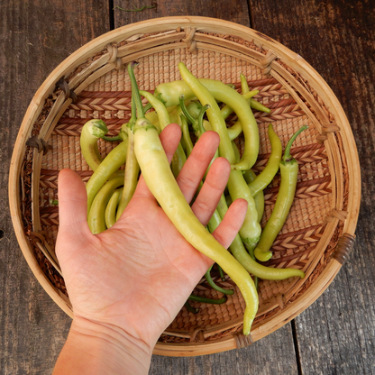 Sweet pepper turkish delight seeds