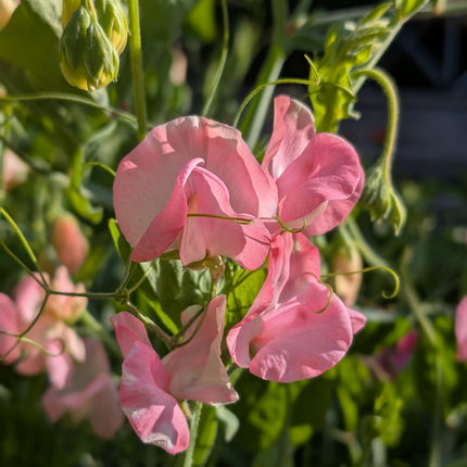 Sweet Pea 'Mrs R Bolton'