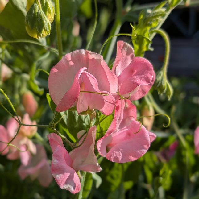 Sweet Pea 'Mrs R Bolton'