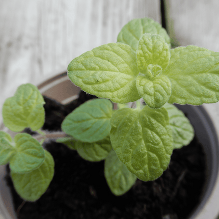 Grow your own herb garden oregano za'atar