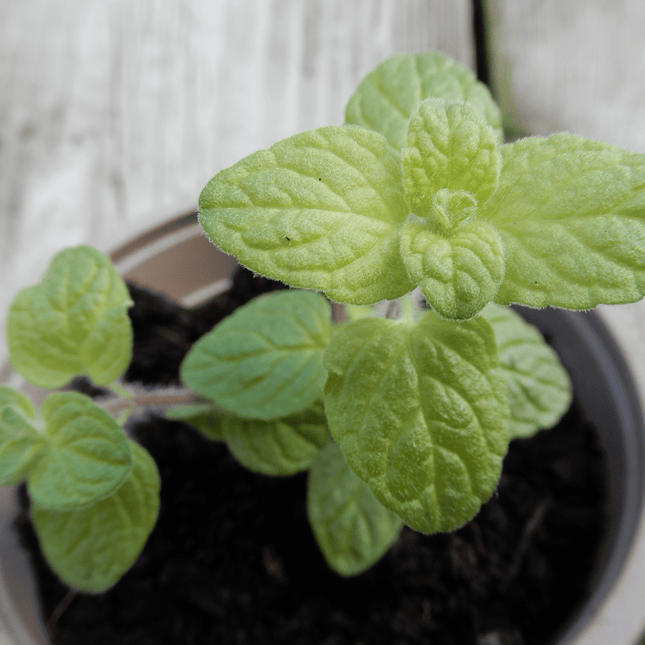 Grow your own herb garden oregano za'atar