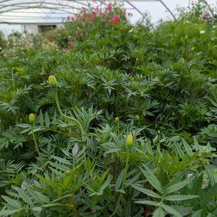 Tagetes Cinnabar foliage and flower buds grown from seed uk