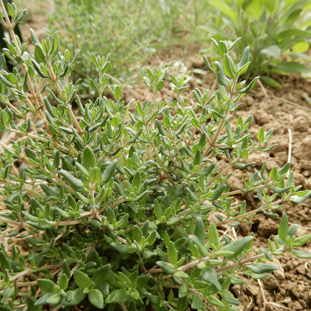 Grow your own herbs thyme