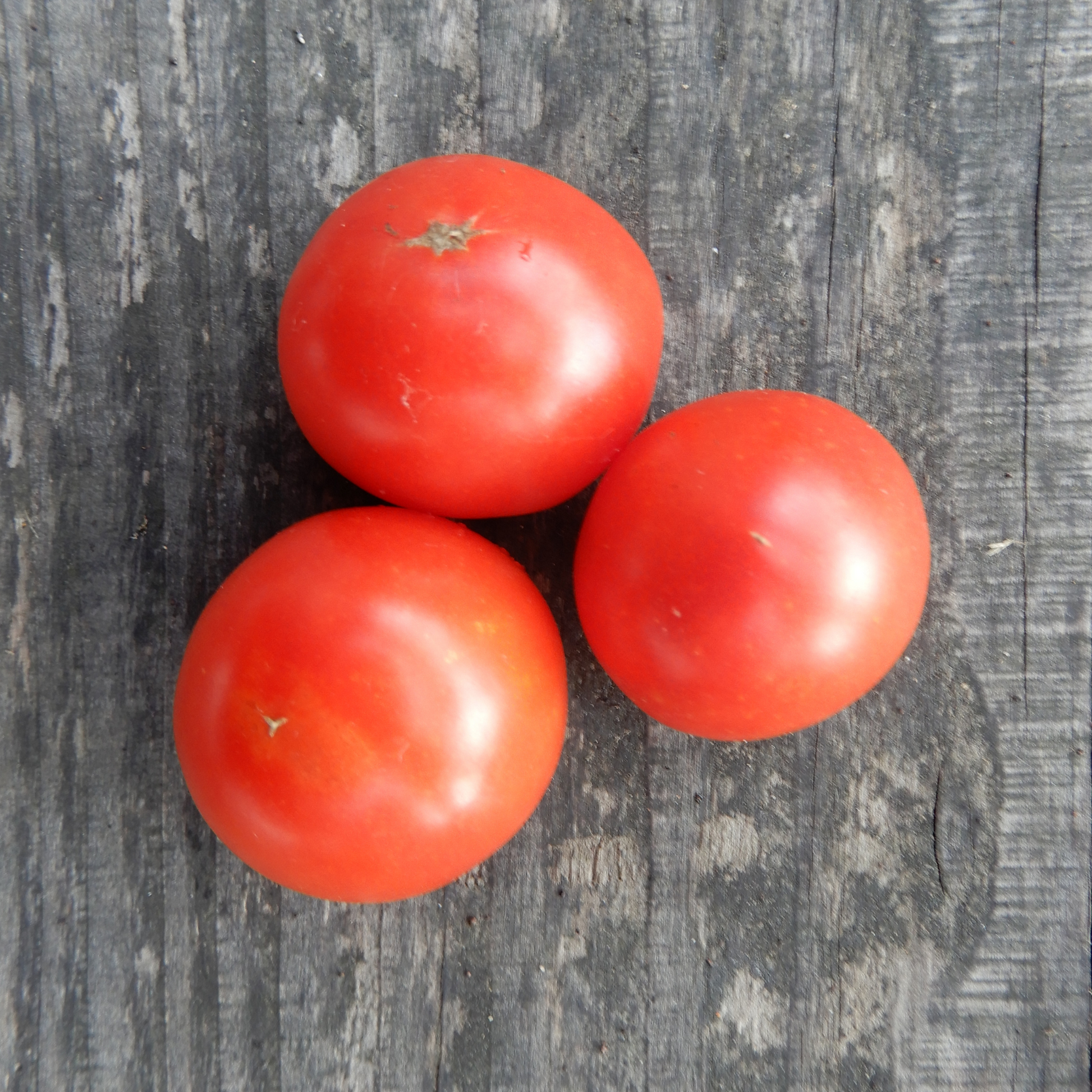 Grow your own tomato Jani