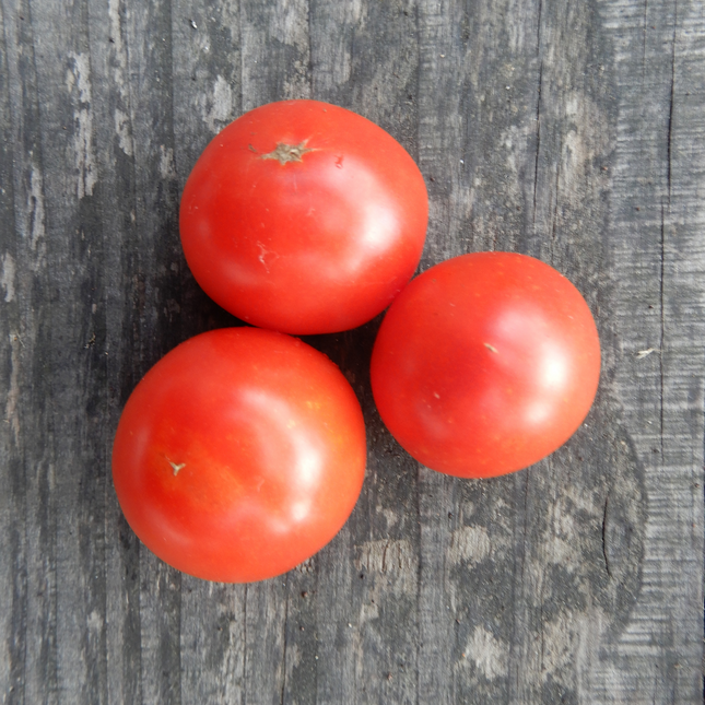 Grow your own tomato Jani
