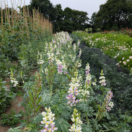 Lilac Javelin Lupin Flowers and Seed Pods