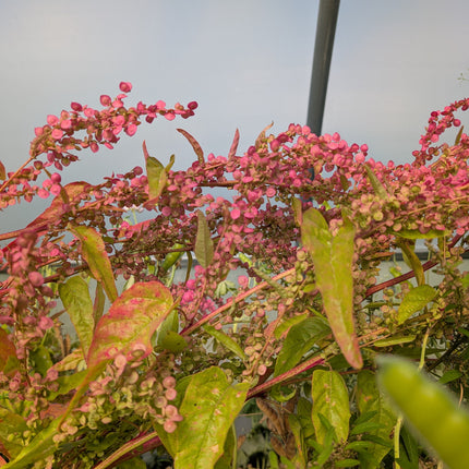 Orach Rose Gold Seed Heads