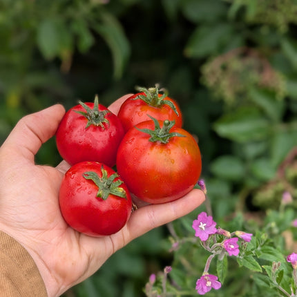 Uralski Ranniy Russian Heirloom Tomato