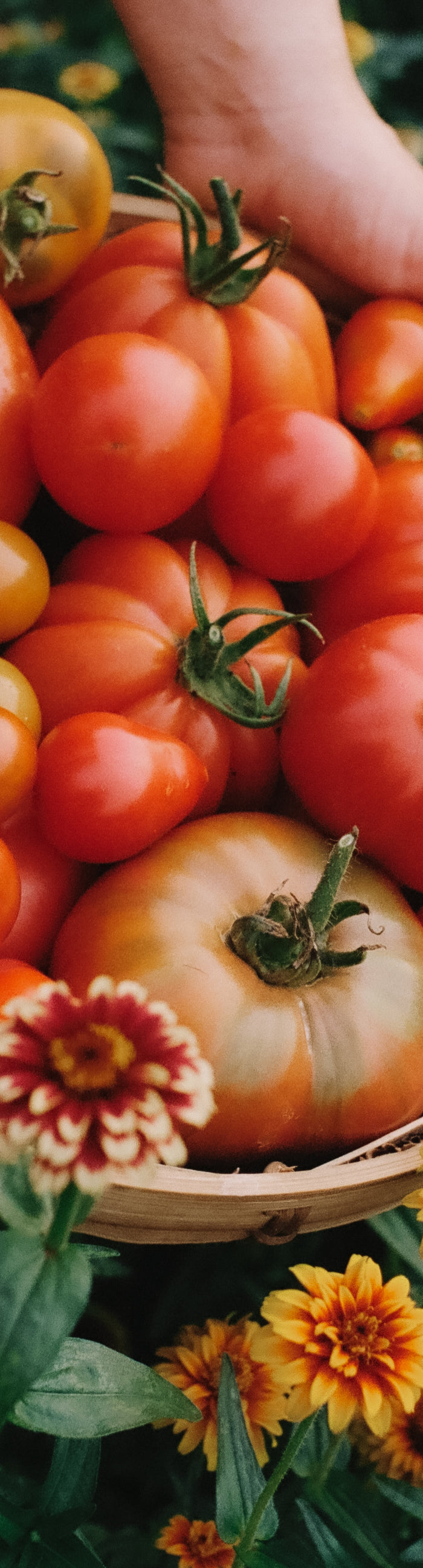 <h2>‘‘I must admit that your seeds are proving to be brilliant. I shall definitely be ordering your tomatoes again, as yours this year are abundant. Looks like I shall be giving them to everyone! Keep up your good work.’’</h2><h4>⭐⭐⭐⭐⭐<br/></h4><h5>Maureen, Home Gardener<br/></h5>