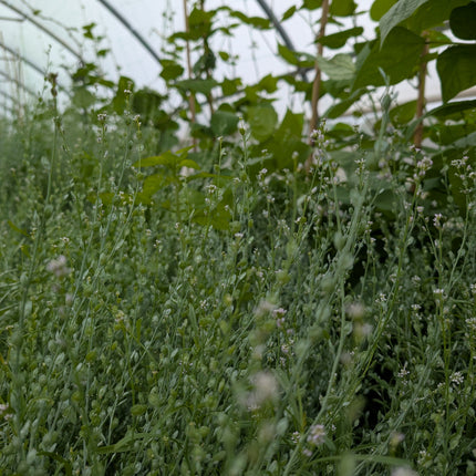 Wrinkle cress seed heads cut flower