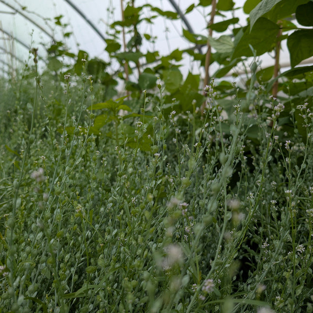 Wrinkle cress seed heads cut flower