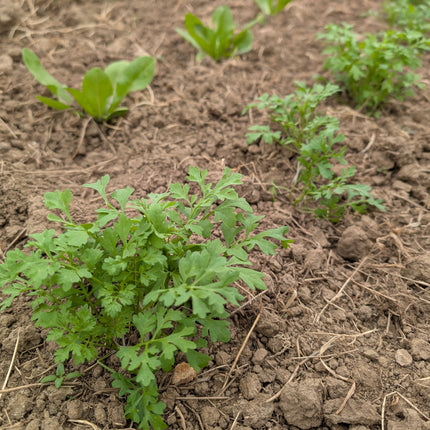 Wrinkle cress seedlings uk