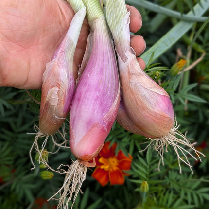 Zebrune Shallot Heirloom Seeds UK