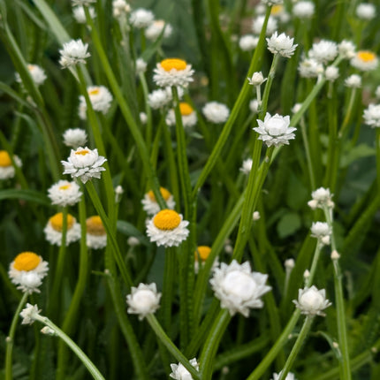 Starry winged everlasting flowers for dried cut flowers