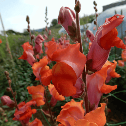 Snapdragon 'Orange Wonder'