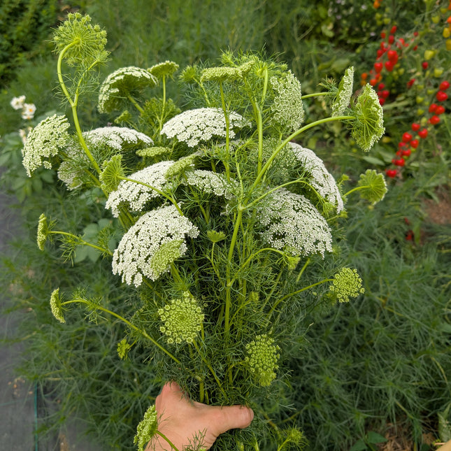 Ammi Visnaga Green Mist
