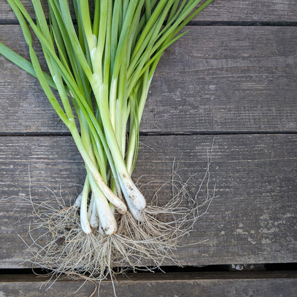 Ishikura spring onions grown from seed