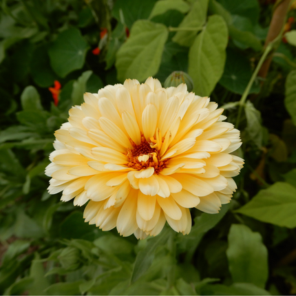 Hardy Annual Seed Collection | Peachy Pink