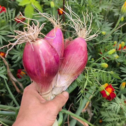 Long Red Florence Gourmet Seeds UK