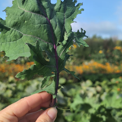 Buy Red Russian Kale Seeds