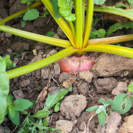 Wintersonne Beet Seeds UK