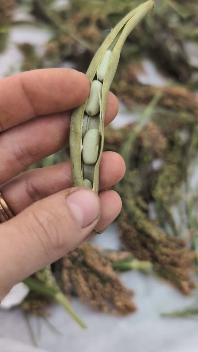 Kitchen Garden Seeds Dried Ban Legume Flageolet Vert