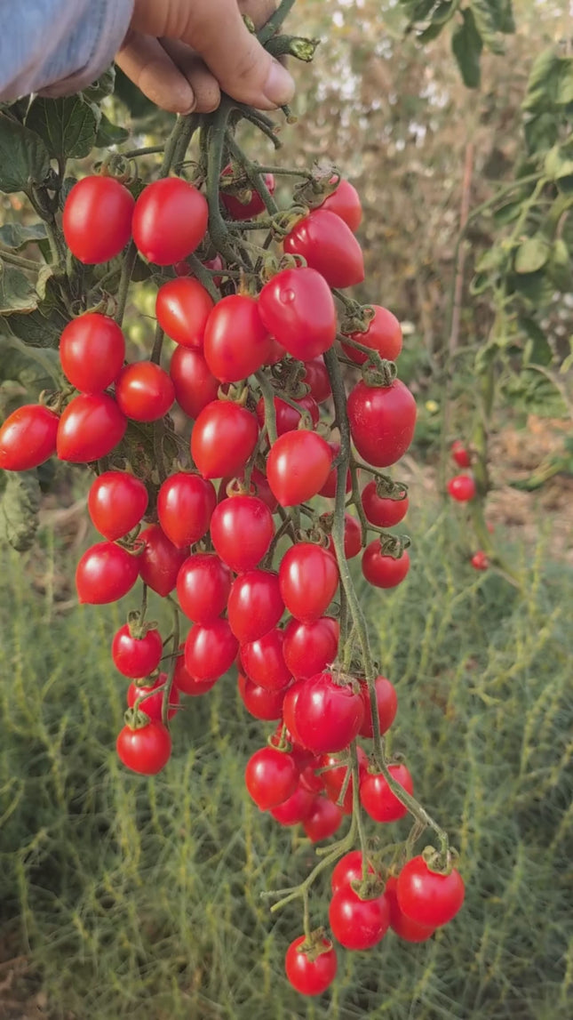 Tomato 'Gardeners Sweetheart'