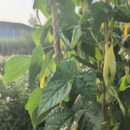Yellow Climbing French Bean Marvel of Venice