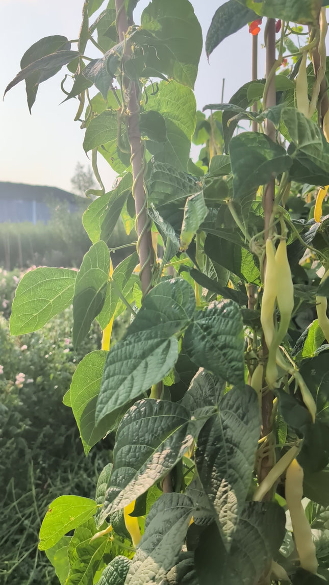 Yellow Climbing French Bean Marvel of Venice
