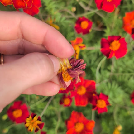 Tagetes French Marigold Cinnabar Seeds