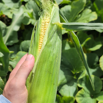 Sweetcorn Golden Bantam Grown From Seed