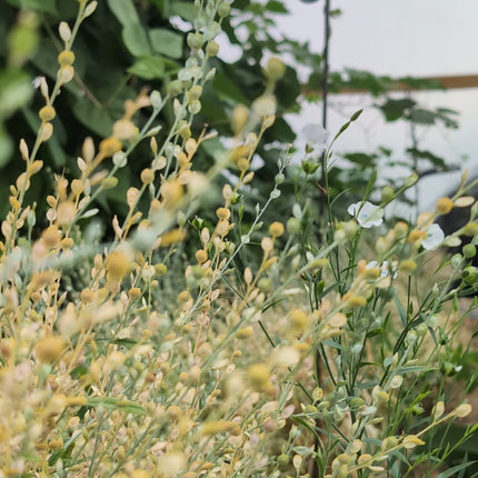 Wrinkle Cress Seeds UK