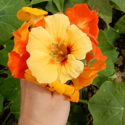 Nasturtium companion plants