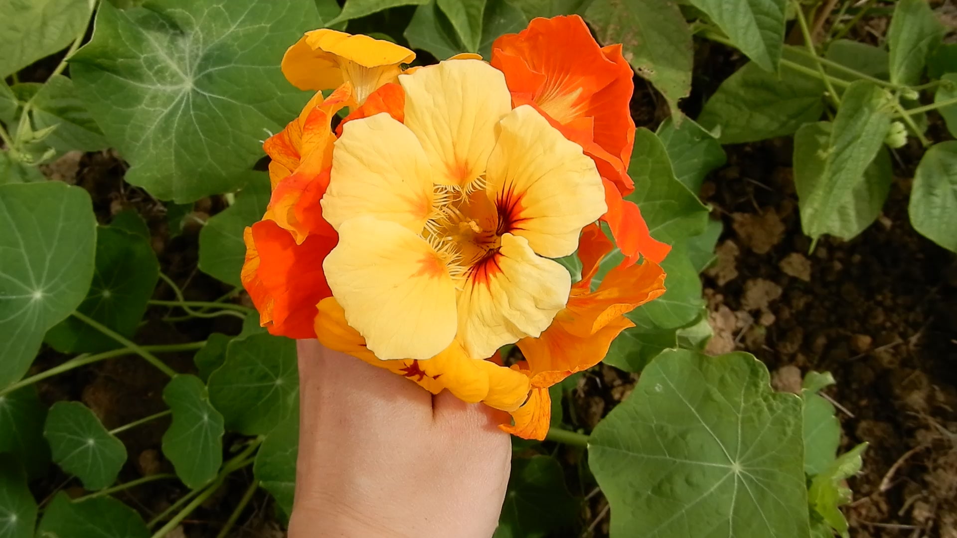 Nasturtium companion plants