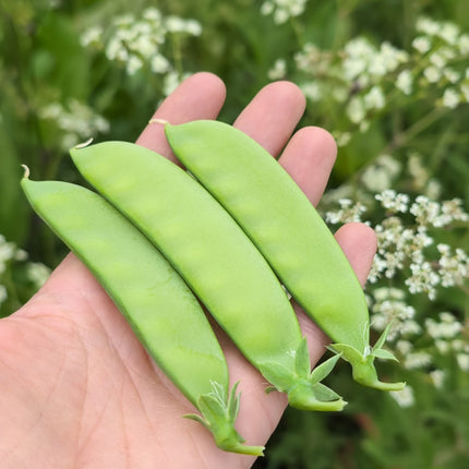 Carouby de Maussane heirloom pea seeds
