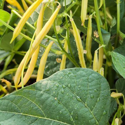 Dior French Beans UK