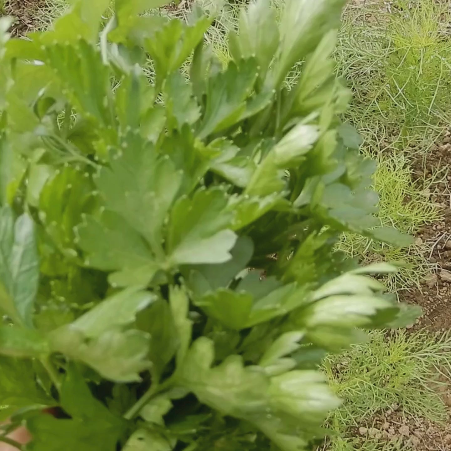Organic parsley seeds, grow your own culinary herbs