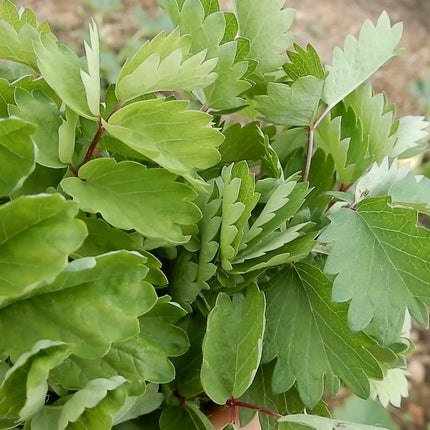 Salad burnet grown from seed