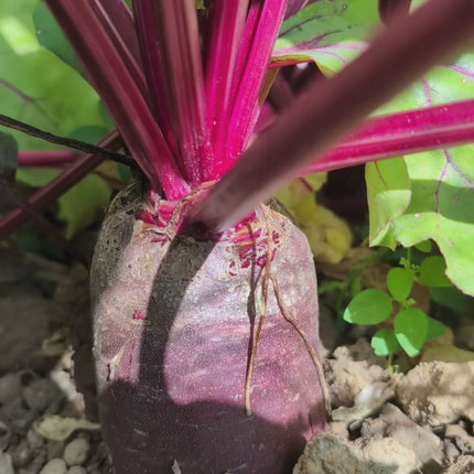 Buy Cylindra Beetroot Seeds