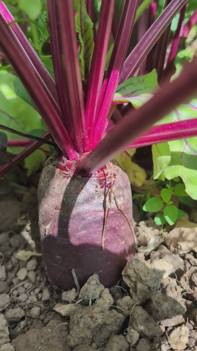 Buy Cylindra Beetroot Seeds
