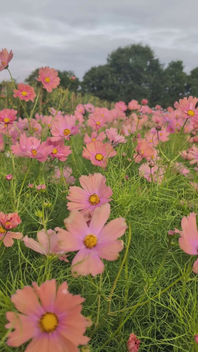 Cosmos 'Apricotta'