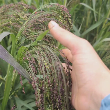 Dried Grass Seeds UK