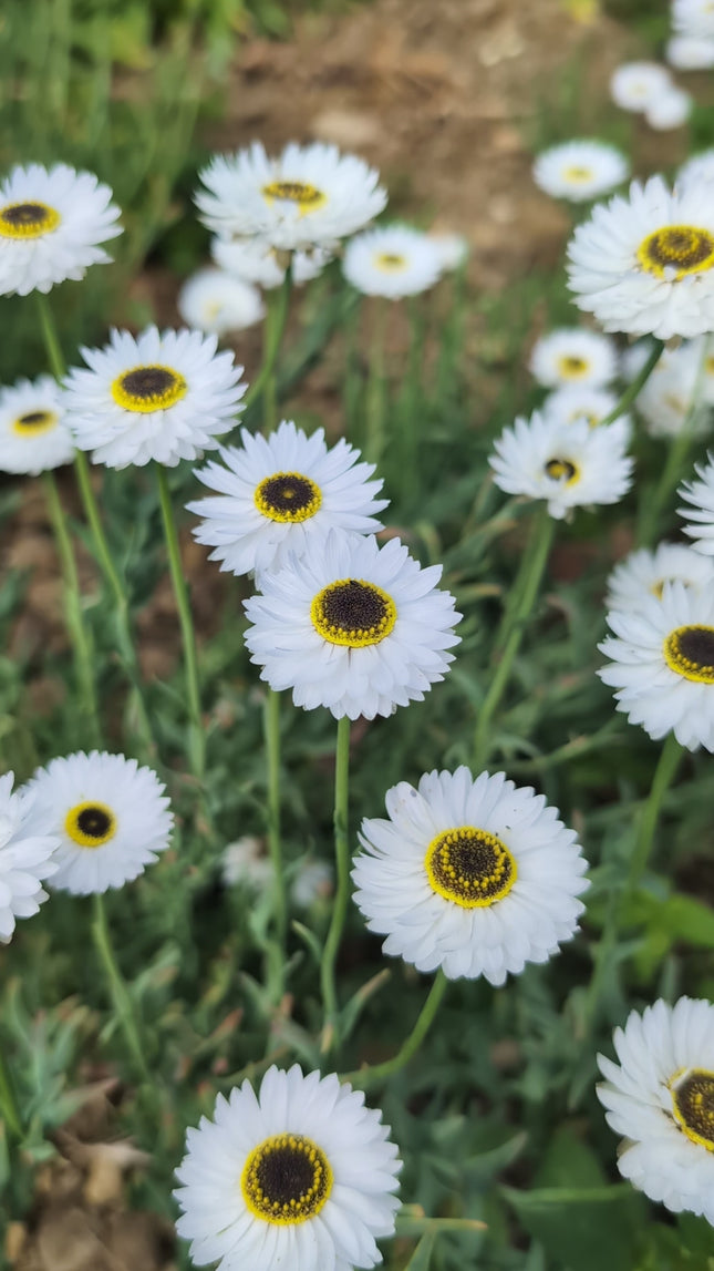 Acroclinium 'Pierrot' | Helipterum | Everlasting Strawflower